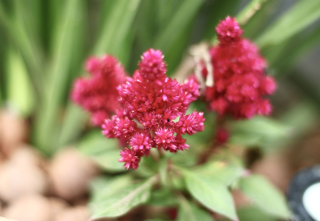 Zimmeranmietung in Cabo Frio - Pousada a 1 minuto da praia | UNR